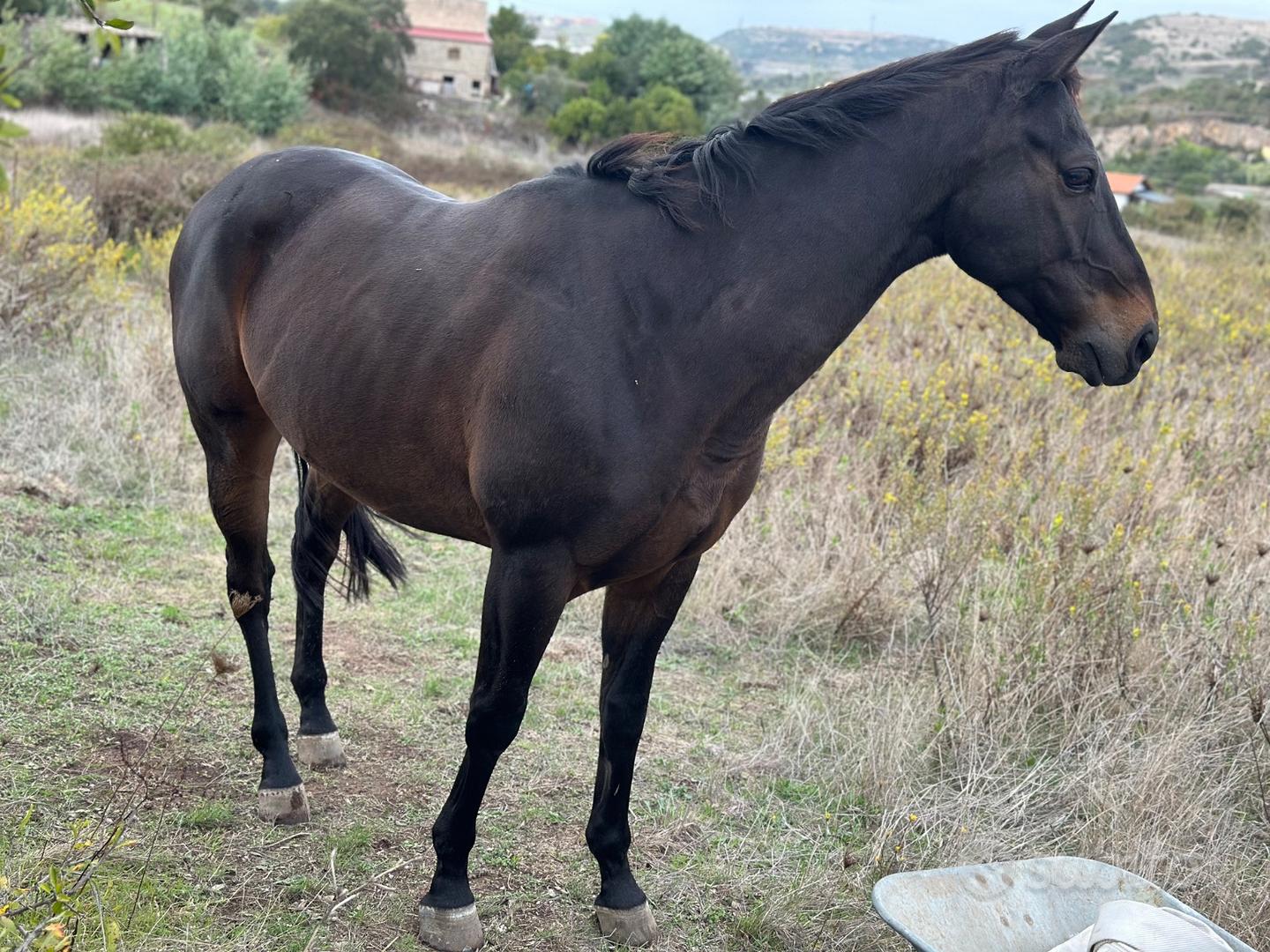 Angloarabo - Animali In vendita a Sassari
