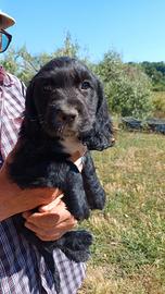 cocker spaniel