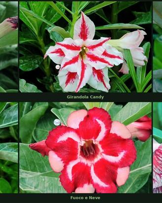 Semi Adenium Obesum rari