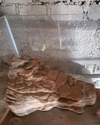 Acquario (possibile trasporto a Mantova ed Elba)