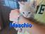 Immagine 4
