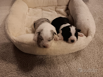 Cuccioli di border collie