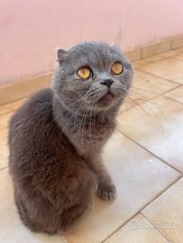 Stallone Scottish Fold per monta