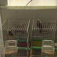 Cardellino-incardelllato