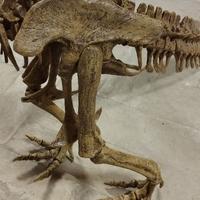 Modello dinosauro t-rex