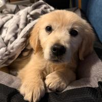 Femmina golden retriever pedigree enci