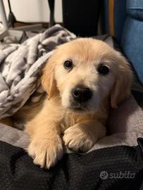 Femmina golden retriever pedigree enci