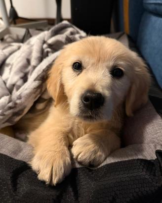 Femmina golden retriever pedigree enci