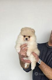 Volpini di Pomerania Enci