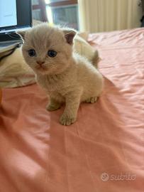 Cuccioli di gatto British