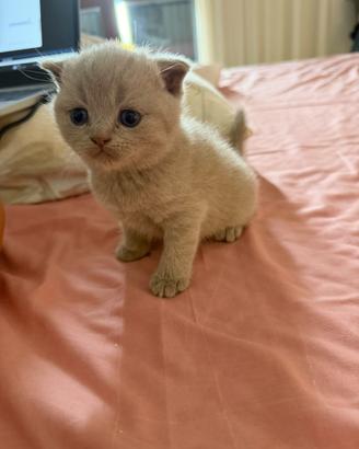 Cuccioli di gatto British