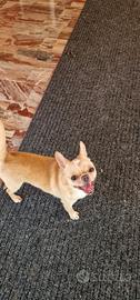 Chihuahua adulto