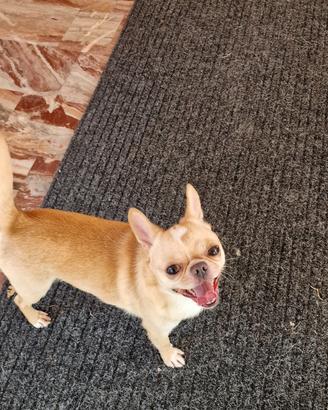 Chihuahua adulto