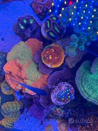 Talee di Sps ed Lps acquario marino