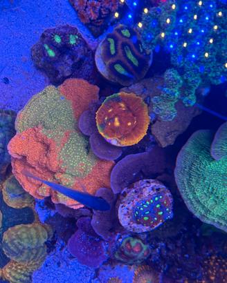 Talee di Sps ed Lps acquario marino