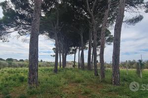 Castelvetrano terreno di 5000 mq con magazzino