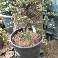 Prebonsai di Cotoneaster