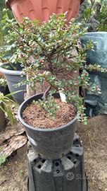 Prebonsai di Cotoneaster