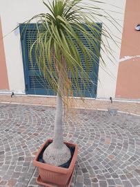 PIANTE MANGIAFUMO