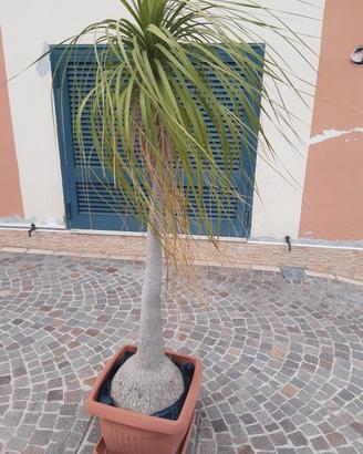 PIANTE MANGIAFUMO