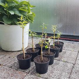 Piantine salice piangente  bonsai