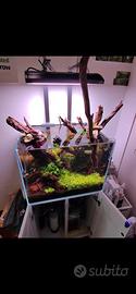 Acquario ADA completo