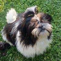 Cucciolo shih-tzu shitzu shihtzu