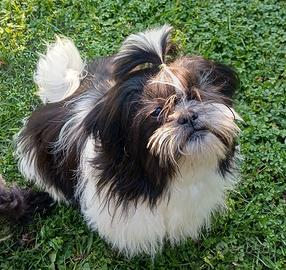 Cucciolo shih-tzu shitzu shihtzu