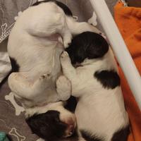 Springer Spaniel inglesi certificati