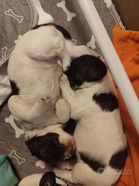 Springer Spaniel inglesi certificati