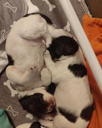 Springer Spaniel inglesi certificati