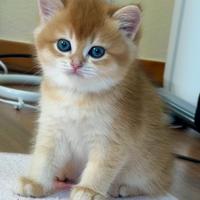 British Shorthair NY12