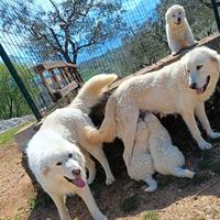 Cuccioli di pastore maremmano abruzzese
