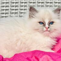 Ragdoll pura razza pedigree riconosciuto in italia