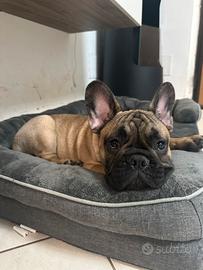 Cuccioli Bouldogue Francese con pedigree Enci/FCI