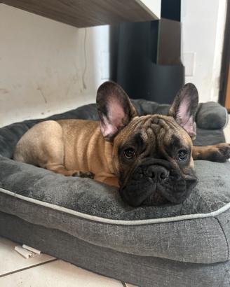 Cuccioli Bouldogue Francese con pedigree Enci/FCI