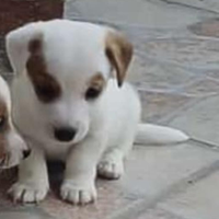 I cuccioli Jack russuell