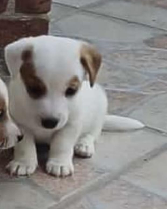 I cuccioli Jack russuell