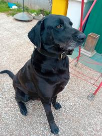 ETTORE un bel ragazzone buonissimo