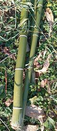 CANNE BAMBOO PALI SOSTEGNO PER ORTO E GIARDINO