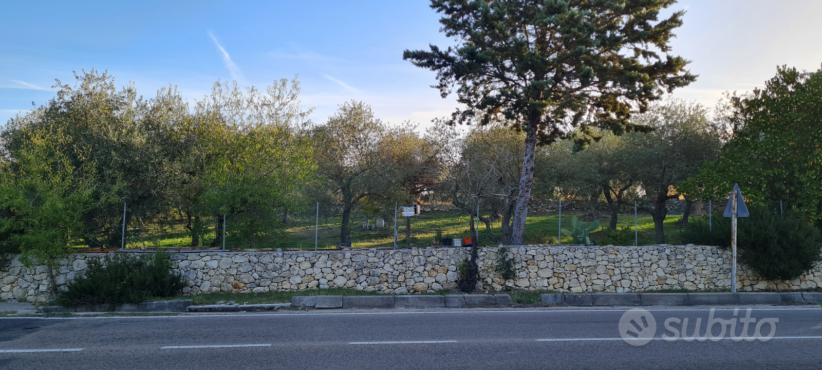 Terreno oliveto (Ittiri) - Vista 2