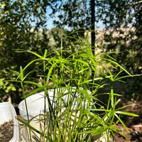 Papiro Cyperus alternifolius
