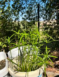 Papiro Cyperus alternifolius