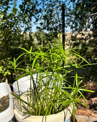 Papiro Cyperus alternifolius
