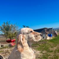 Cuccioli di Setter Inglese