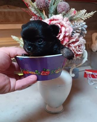 Chihuahua