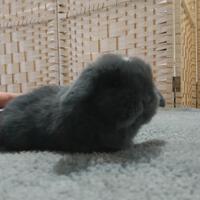 Cuccioli Mini Lop