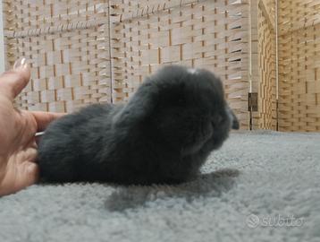 Cuccioli Mini Lop