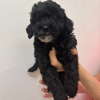 Barboncino Nano Femmina