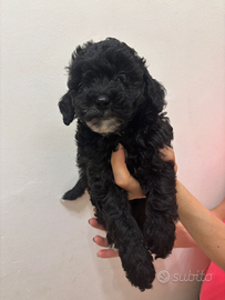 Barboncino Nano Femmina